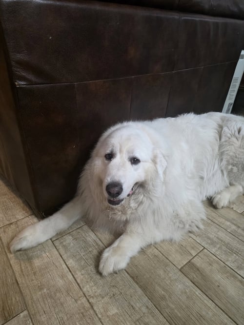 SAMSON - Great Pyrenees available for adoption