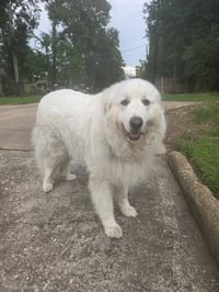 Samson - Photo 3