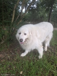 Samson - Photo 4
