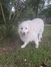 Samson - Photo 5