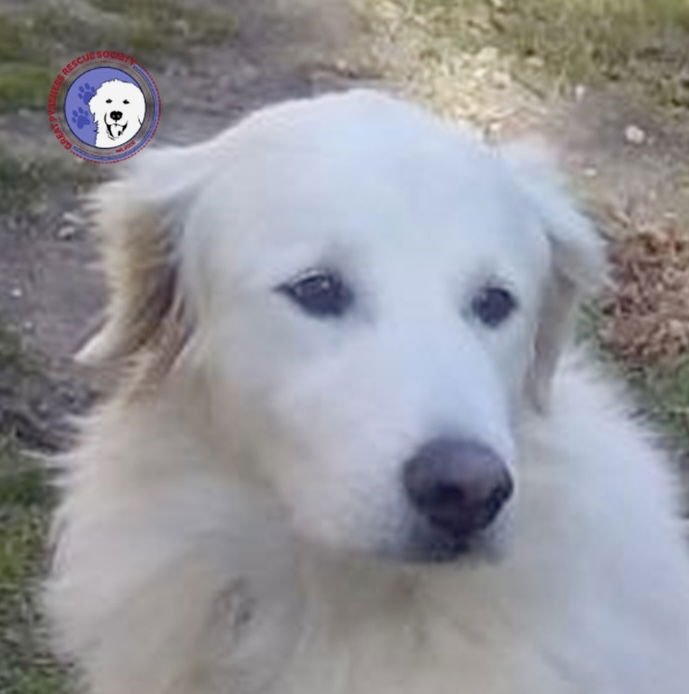 DUCHESS - Great Pyrenees available for adoption