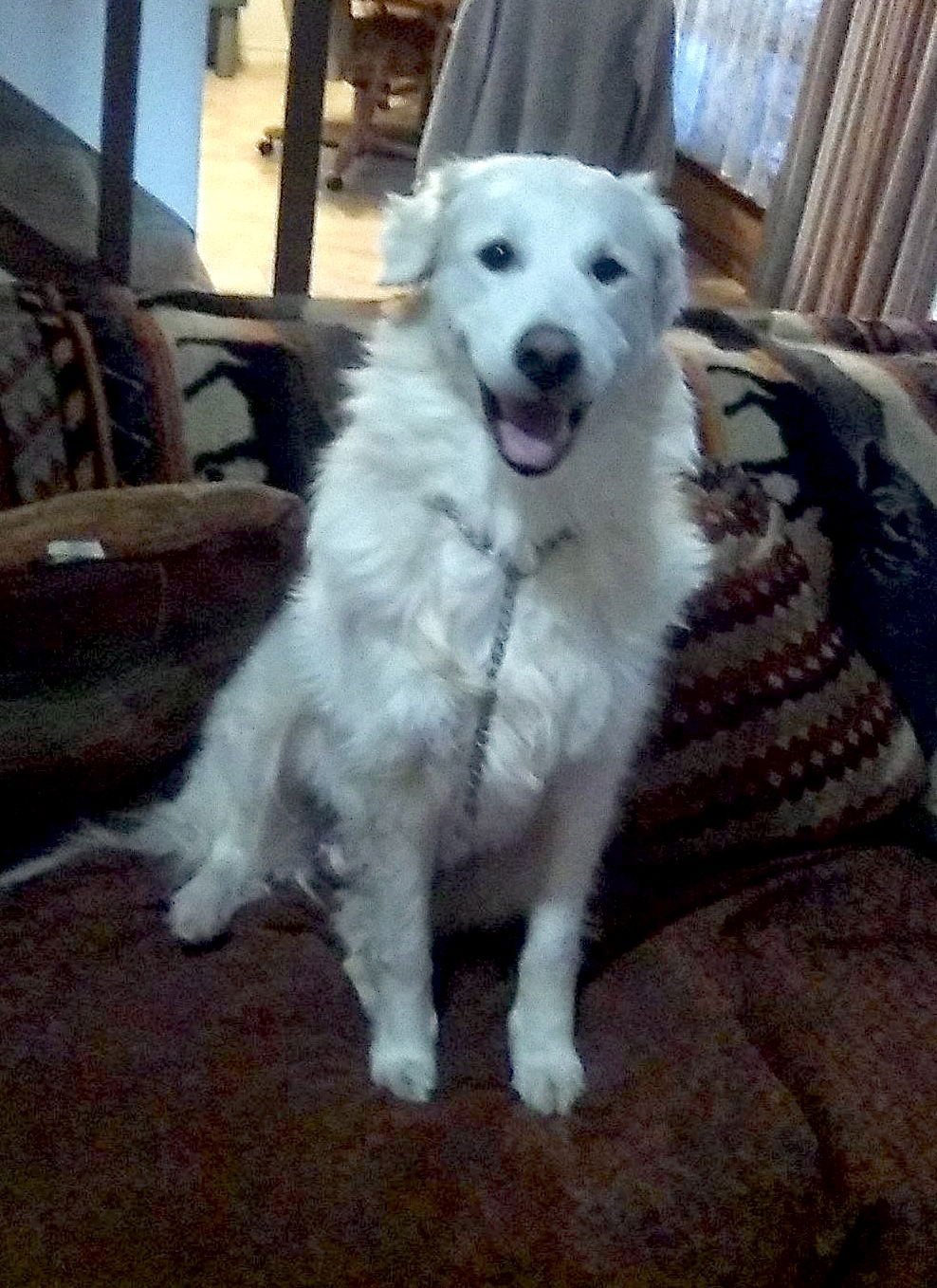 DUCHESS - Great Pyrenees available for adoption