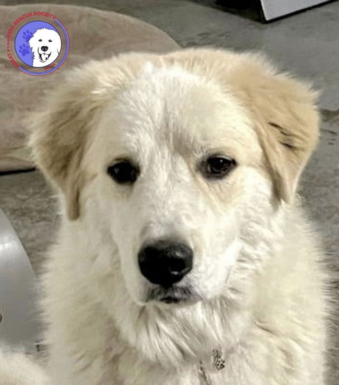 DEXTER BONDED WITH LEXI - Great Pyrenees available for adoption