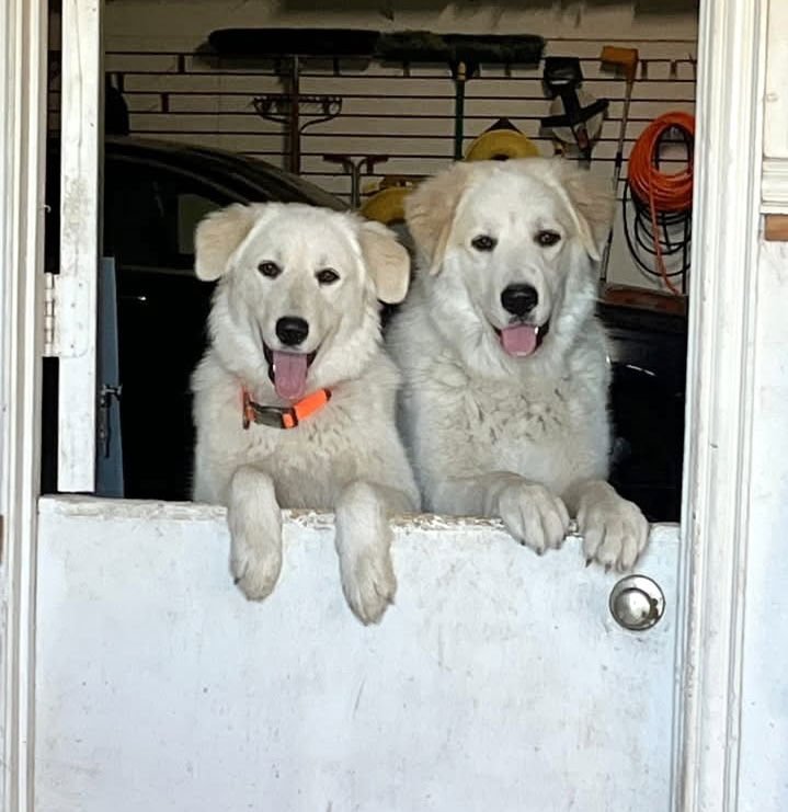 Dexter bonded with Lexi - Photo 4