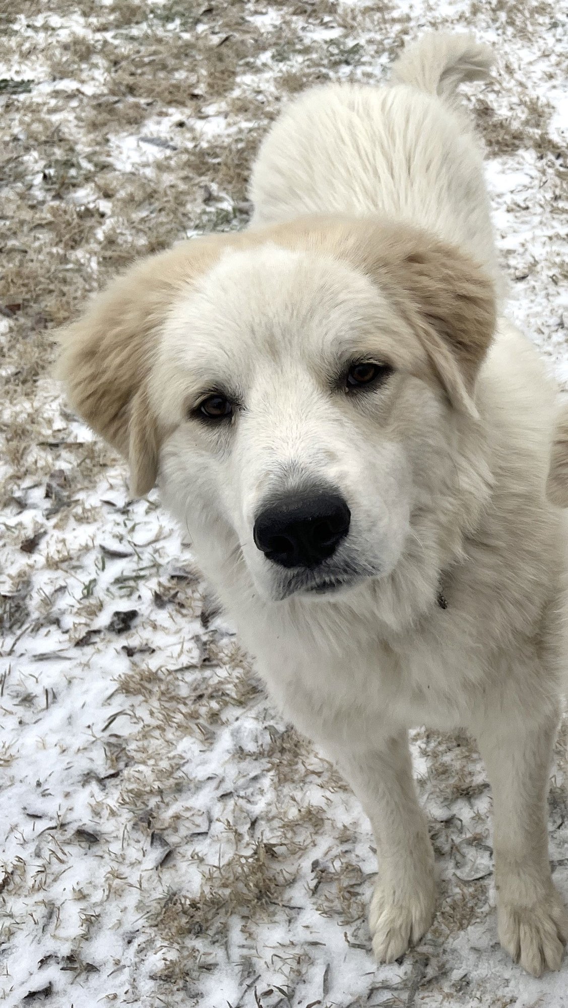 Dexter bonded with Lexi - Photo 5