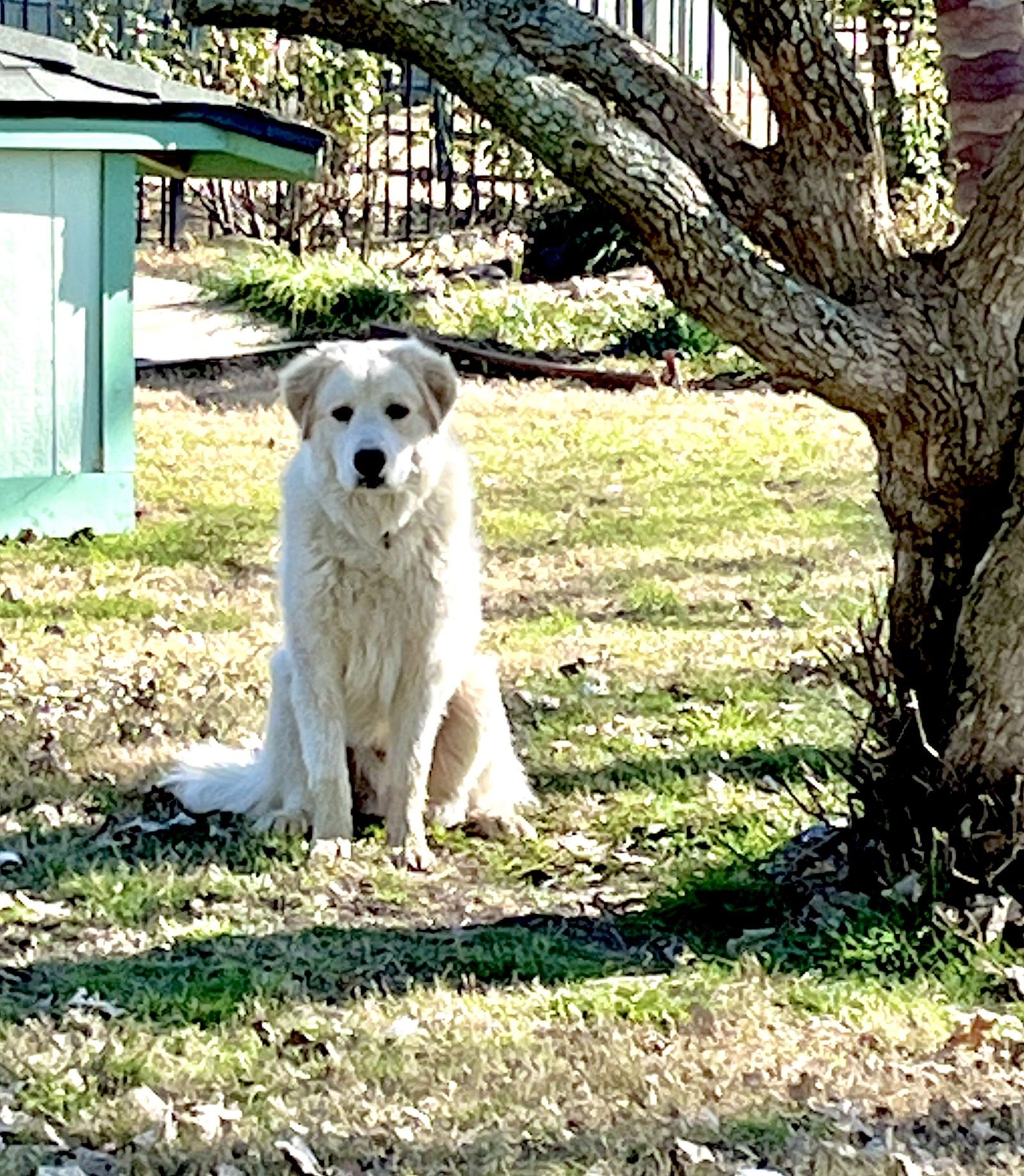 Dexter bonded with Lexi - Photo 6