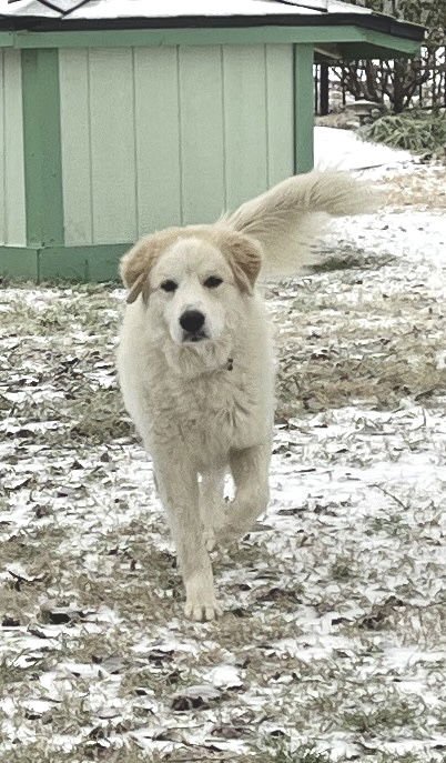 Dexter bonded with Lexi - Photo 8