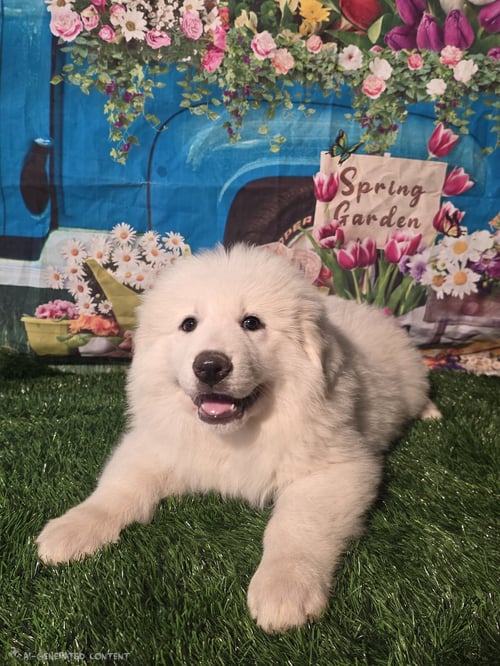 NEVAH - Great Pyrenees available for adoption