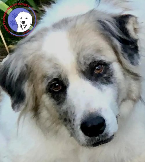 TUCKER - Great Pyrenees available for adoption
