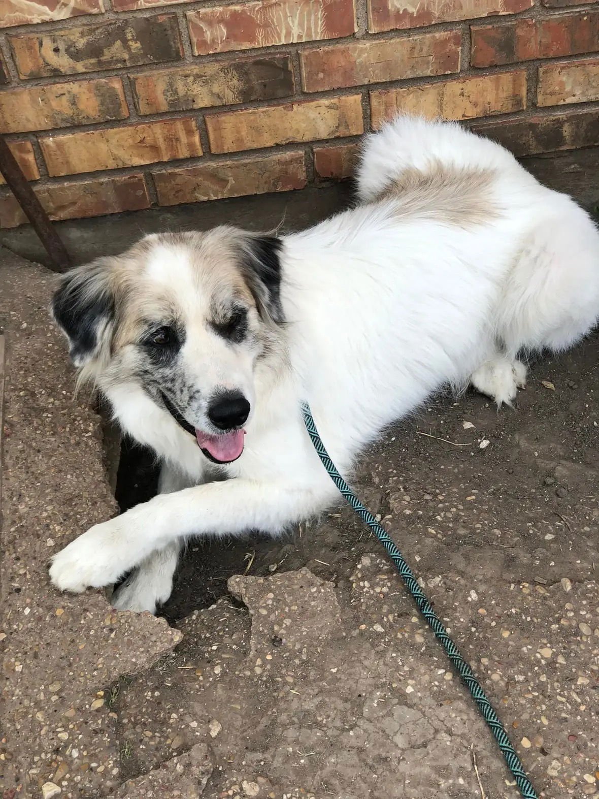 TUCKER - Great Pyrenees available for adoption