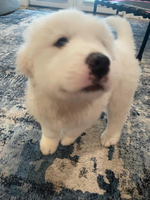 MURPHY - Great Pyrenees available for adoption