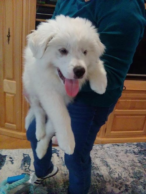 MURPHY - Great Pyrenees available for adoption