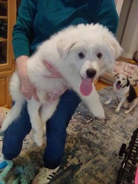 Murphy - Photo 3