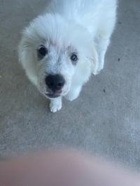 Murphy - Photo 4