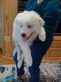 Murphy - Photo 5