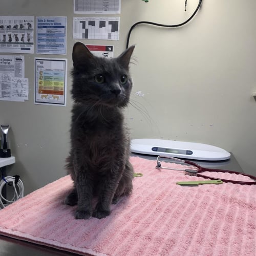 GRAYSON THE GENETICIST - Domestic Medium Hair available for adoption