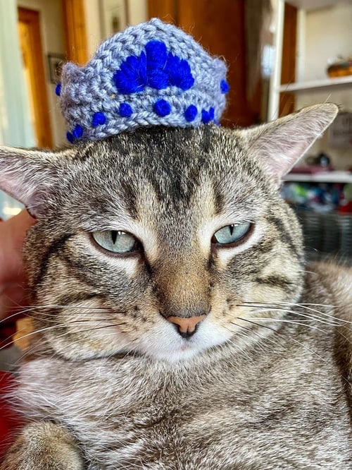 PRINCE - Domestic Short Hair available for adoption