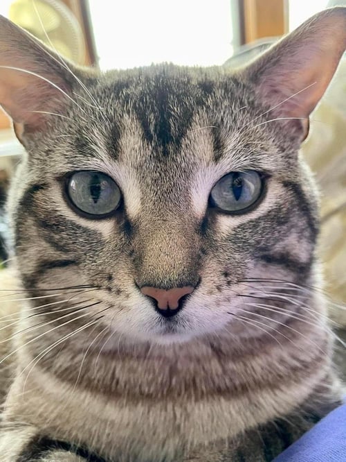 PRINCE - Domestic Short Hair available for adoption
