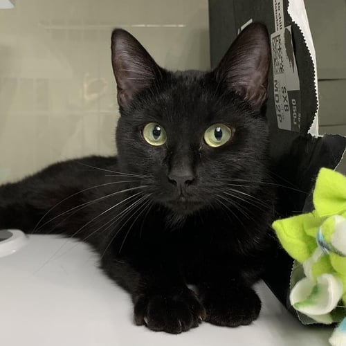 APRIL SKITTLES - Domestic Short Hair available for adoption