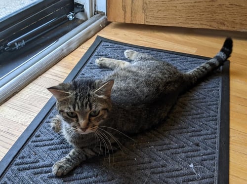 AUDREY HEPPURRN - Domestic Short Hair available for adoption