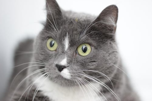RACHEL BANANA - Domestic Short Hair available for adoption