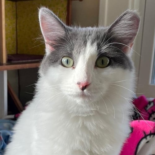 EMMY - Domestic Short Hair available for adoption