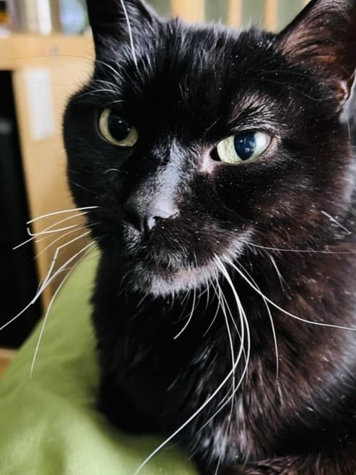 JUNIOR - Domestic Short Hair available for adoption