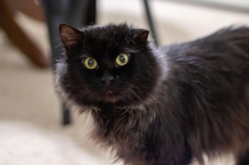 SHORTBREAD - Domestic Long Hair available for adoption