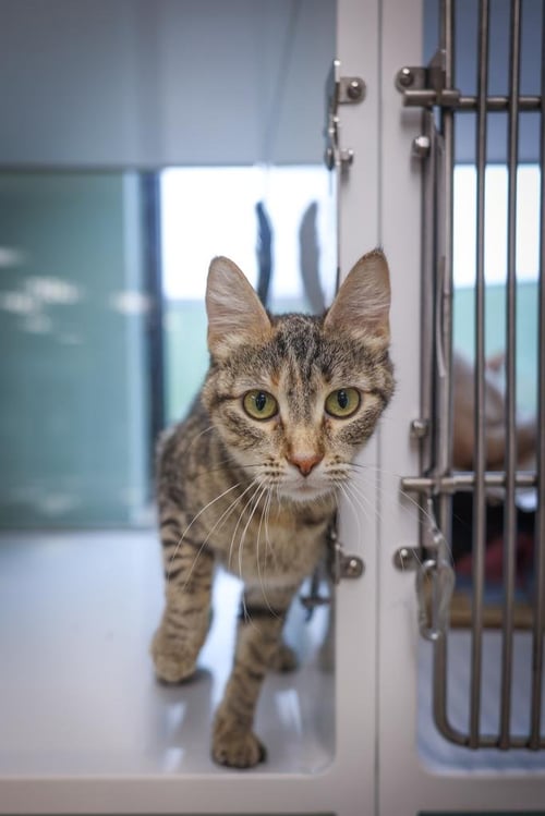 INA - Domestic Short Hair available for adoption