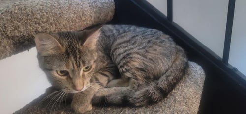INA - Domestic Short Hair available for adoption