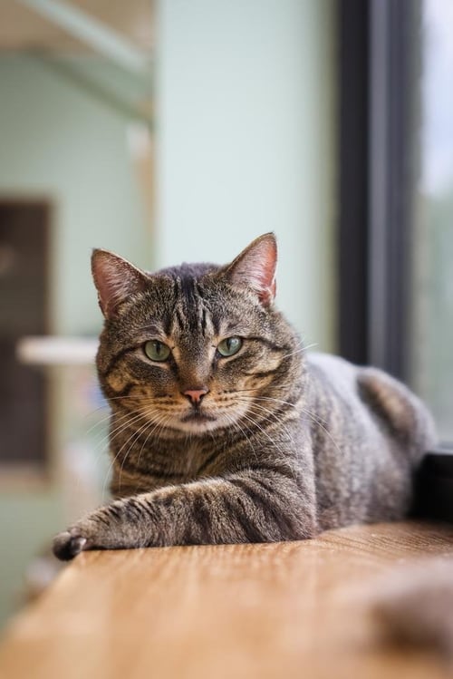 HAM - Domestic Short Hair available for adoption