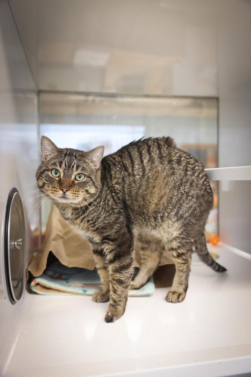 HAM - Domestic Short Hair available for adoption
