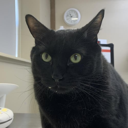 YI-U - Domestic Short Hair available for adoption
