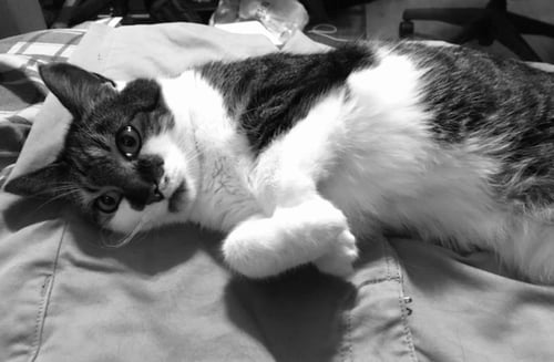 RASCAL FLATTS - Domestic Short Hair available for adoption
