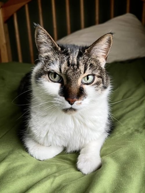 RASCAL FLATTS - Domestic Short Hair available for adoption
