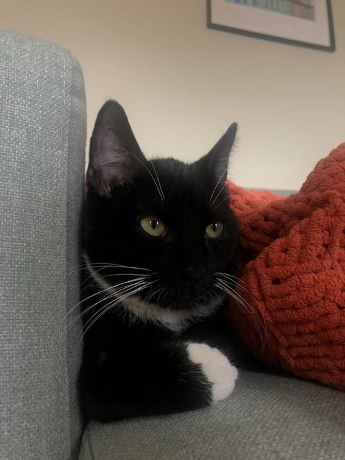 AVALON - Domestic Short Hair available for adoption