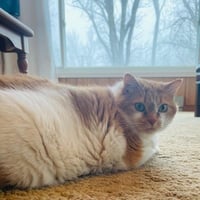 Radiant Rosie - Photo 2