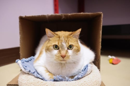 RADIANT ROSIE - Domestic Short Hair available for adoption