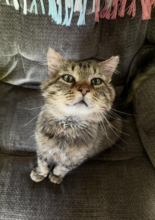 WALTER THE WIZARD - Domestic Medium Hair available for adoption