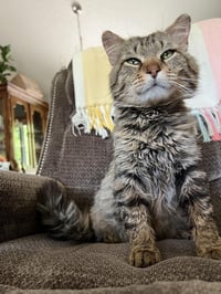 Walter the Wizard - Photo 1