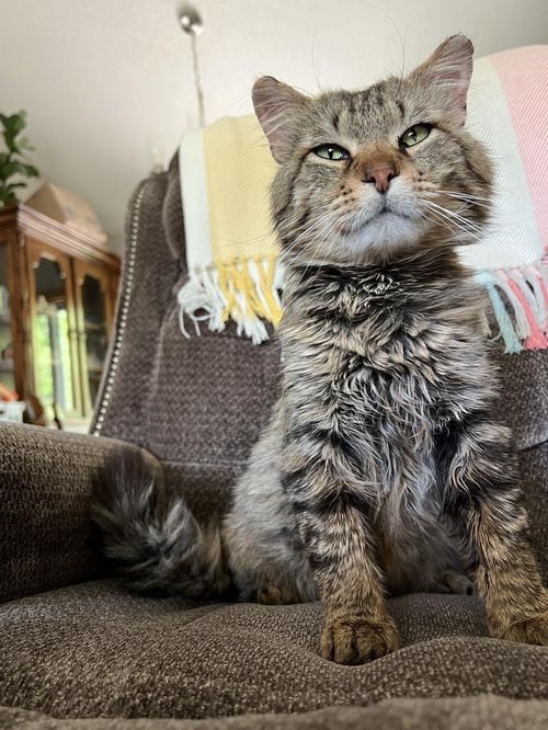 WALTER THE WIZARD - Domestic Medium Hair available for adoption
