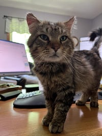 Walter the Wizard - Photo 4
