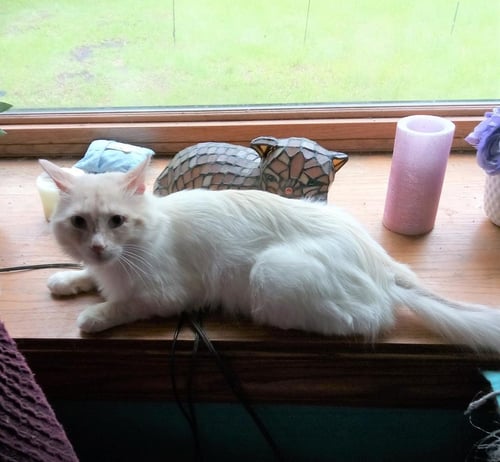LORENZO - Siamese available for adoption
