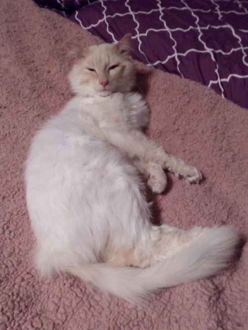 LORENZO - Siamese available for adoption