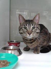 Camaro - Photo 1