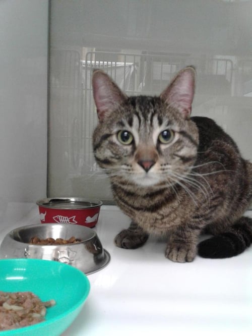 CAMARO - Domestic Short Hair available for adoption