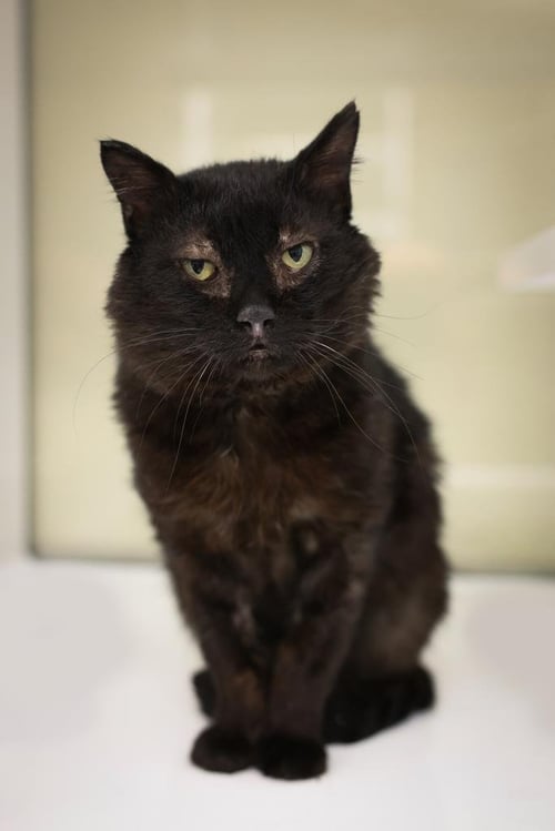 ABNER - Domestic Medium Hair available for adoption