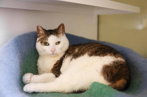 CUPCAKE - Domestic Short Hair available for adoption