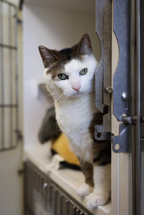 CUPCAKE - Domestic Short Hair available for adoption