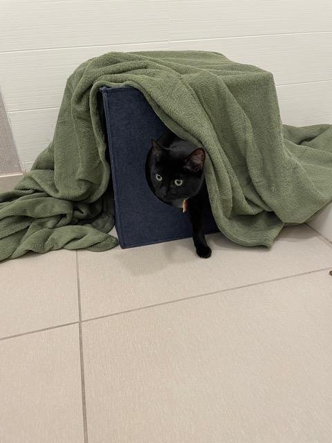 BRUNHILDE - Domestic Short Hair available for adoption